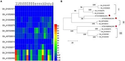 Overexpression of a ceramide synthase gene,GhCS1, inhibits fiber cell initiation and elongation by promoting the synthesis of ceramides containing dihydroxy LCB and VLCFA